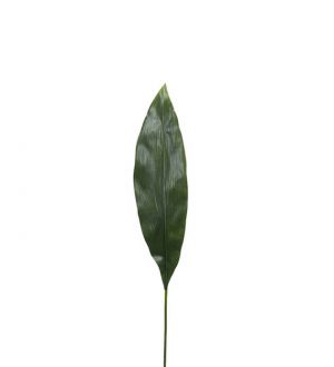 Blad, aspidistra, konstgjord växt, blomma-0