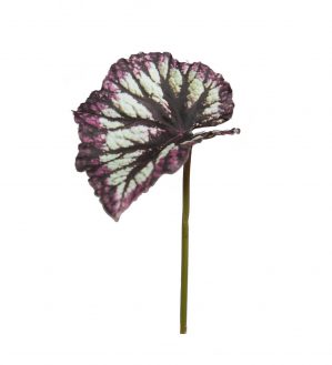 Rexbegonia, blad, konstgjort-0