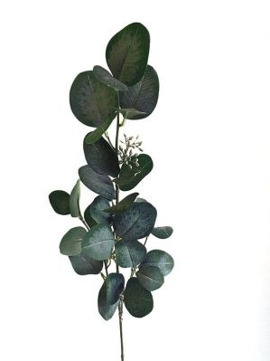 Eucalyptus med bär, konstgjord kvist-4386