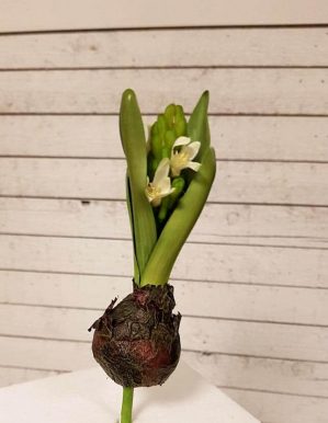 Hyacint på lök, vit, konstgjord-0