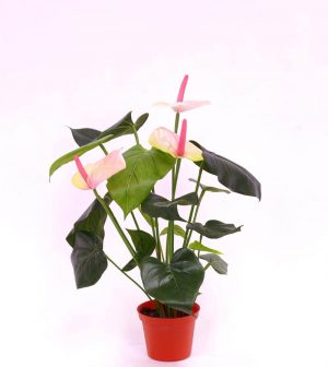 Anthurium, flamingo, ljusrosa, konstgjord-0