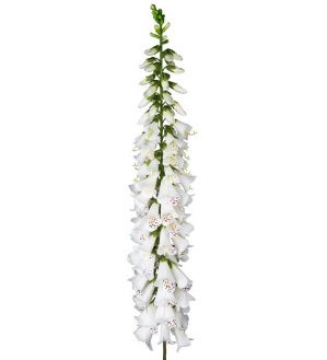 Fingerborgsblomma, vit, jättestor, konstgjord blomma-0