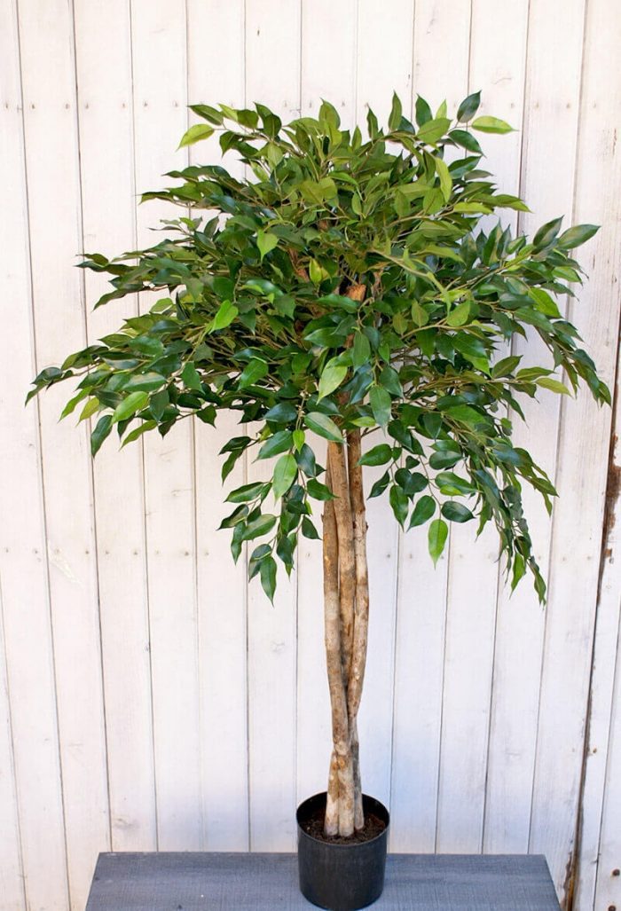 Ficus Natasja uppstammad konstgjort träd-0
