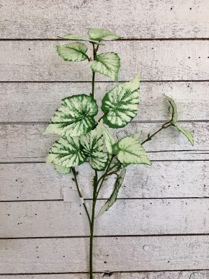 Rexbegonia, konstgjord kvist-0