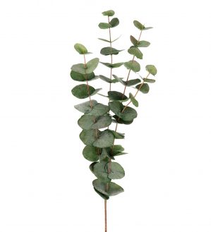 Eucalyptus, grön matt, konstgjord kvist-0