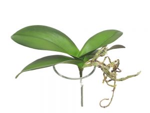 Orkidéblad, mindre, konstgjort-0