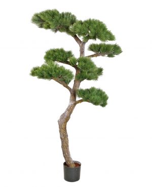 Tall, Pinus, konstgjord-0