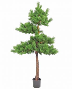 Tall, Pinus, konstgjord-0