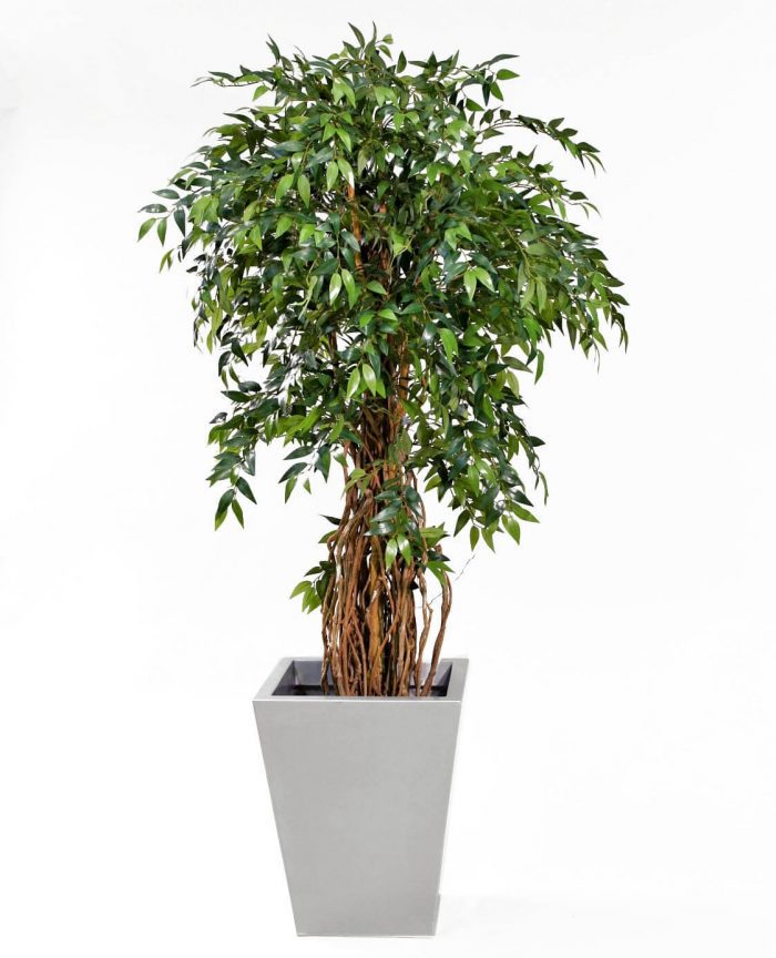 Fransk ficus, konstgjord-0