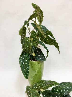 Begonia, konstgjord kvist, forell-4778