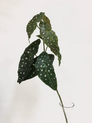 Begonia, konstgjord kvist, forell-0