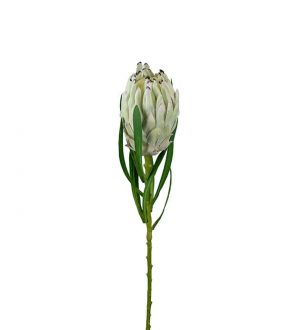 Protea vit lime, konstgjord blomma-0
