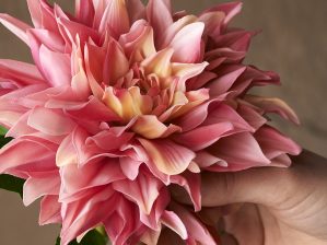 Dahlia, Real touch, rosa, konstgjord blomma-5805