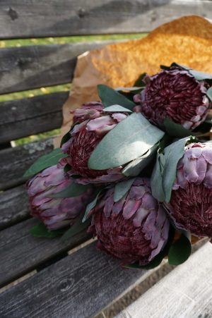 Protea, lila, konstgjord blomma-0