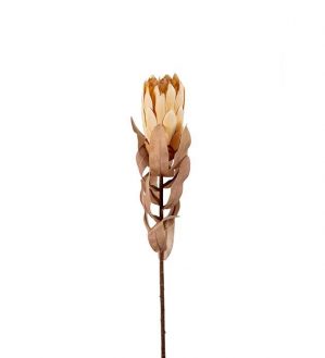 Protea, torkat utseende, konstgjord-0