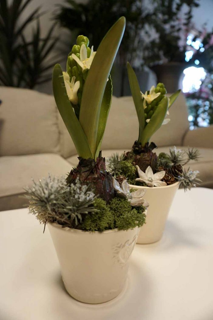 Konstgjord plantering med hyacint på lök-0