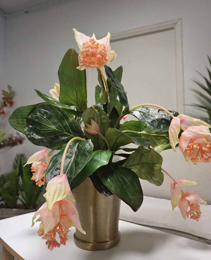 Medinilla, Rosenskärm konstgjord krukväxt-0