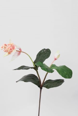 Medinilla, Rosenskärm konstgjord kvist-0