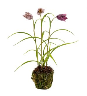 Kungsängslilja, Frittilaria, konstgjord växt-0