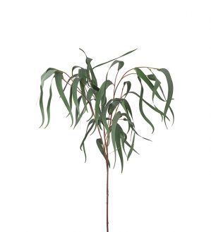 Eucalyptus med långa blad, viminalis, konstgjord kvist-6310