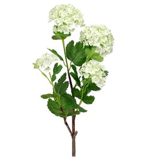 Olvon, Viburnum, konstgjord kvist-0