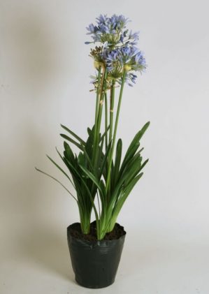 Agapanthus, Afrikas blå lilja, konstgjord blomma-0