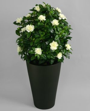 Gardenia, konstgjord blomma, vit-0