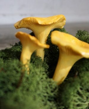 Kantareller, 3- pack, konstgjorda svampar-0