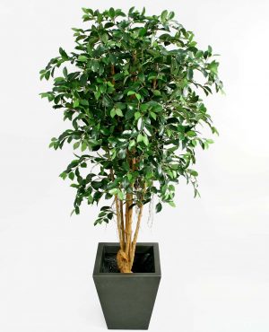 Ficus retusa, konstgjort träd-0