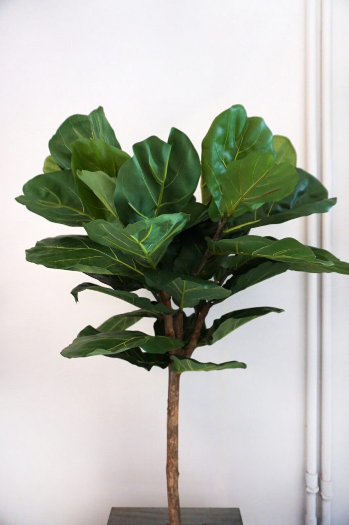 Ficus lyrata, Fiolfikus, uppstammad, konstgjord, 210cm