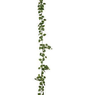 Klätterfikus, Ficus Pumila, girlang, 170 cm