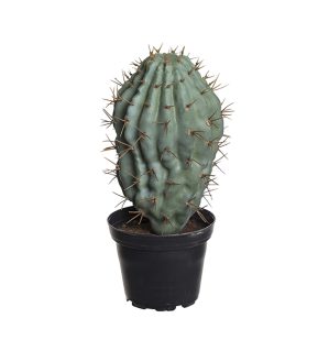 Kaktus, konstgjord, 18 cm