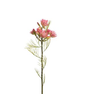Protea, blushing bride, rosa, 50 cm