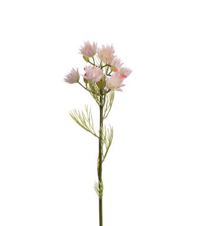 Protea, blushing bride, ljusrosa, 50 cm
