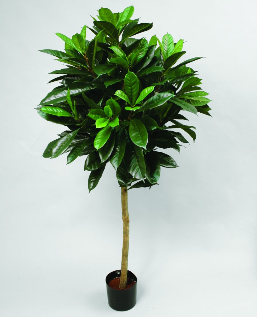 Ficus Cyathistipula, konstgjort träd, 170cm