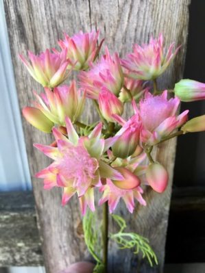 Protea, blushing bride, rosa, 50 cm