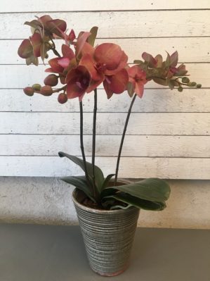 Orkidé i kruka, 3-stängel, vinröd, konstgjord, 50cm