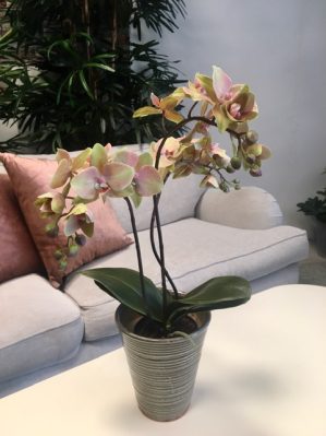 Orkidé i kruka, 3-stängel, lime/rosa, konstgjord, 50cm