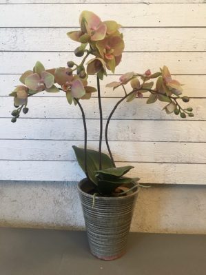 Orkidé i kruka, 3-stängel, lime/rosa, konstgjord, 50cm