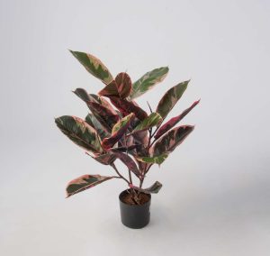 Ficus Robusta, Brokbladig Fönsterfikus, konstgjord krukväxt, 52 cm