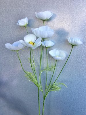 En kvist med åtta utslagna blommor i vita och gräddiga toner. Höjd 100 cm. Naturtrogen. Skir och vacker kvist till sommarens alla buketter och passar jättefint att binda in i hårkransar.