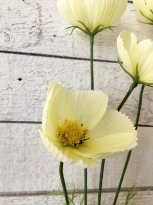 Rosenskära, cosmos, ljusgul, konstgjord blomma, 60 cm - Bild 2