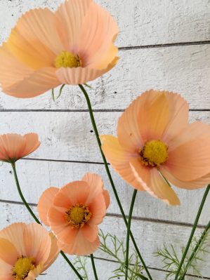 Rosenskära, cosmos, aprikos, konstgjord blomma, 100 cm - Bild 3