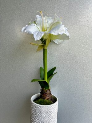Amaryllis i kruka, vit, konstgjord, 47 cm