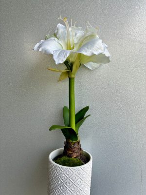 Amaryllis i kruka, vit, konstgjord, 47 cm