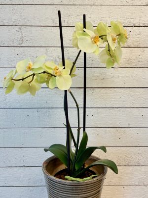 Orkidé i kruka, 2-stängel lime, konstgjord, 45cm