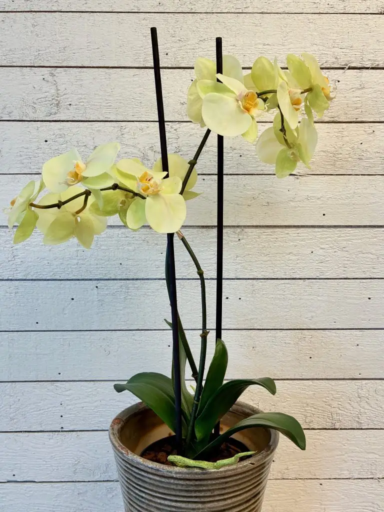 Orkidé i kruka, 2-stängel lime, konstgjord, 45cm