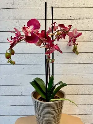 Orkidé i kruka, 2-stängel vinröd, konstgjord, 45cm