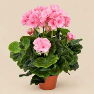 Ljusrosa konstgjord pelargonia i kruka