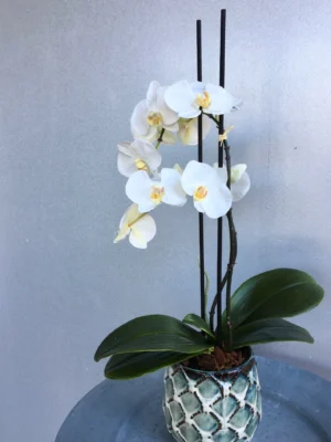 Orkidé i kruka, 2-stängel vit, konstgjord, 45cm